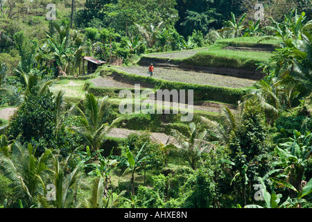 Terrazze di riso Ayung River Gorge Ubud Bali Indonesia Foto Stock