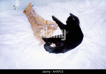 Lo zenzero Cat Gatto nero gioca sul letto Foto Stock