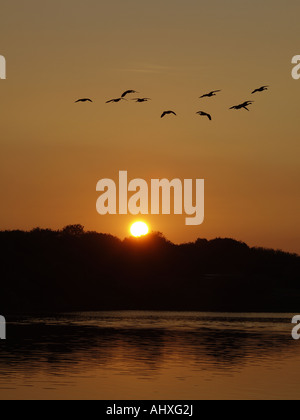 Arancione tramonto dietro una linea di alberi che crescono sul bordo di un lago, con Oche del Canada volando sopra la testa nel cielo arancione Foto Stock