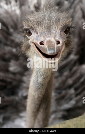 Ostrich Close Up Foto Stock