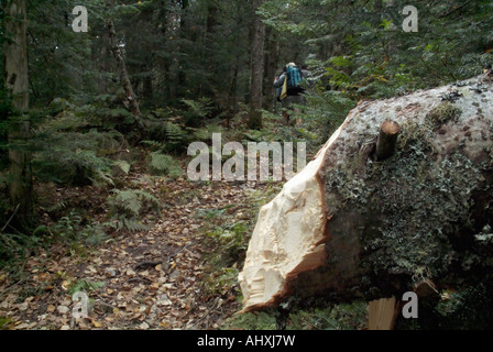 White Mountains del New Hampshire USA Foto Stock