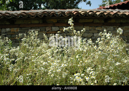 Matricaria camomilla di fronte a un muro di pietra nel paese bulgaro lato in estate Foto Stock