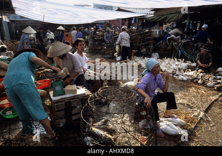 Il pollame per la vendita, Long Bien Mercato, Hanoi, Vietnam. Dalla storia di influenza aviaria in Asia. Foto Stock