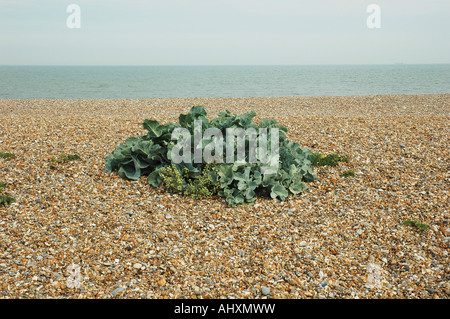 Cavolo riccio di mare sulla spiaggia di ciottoli in Suffolk Foto Stock