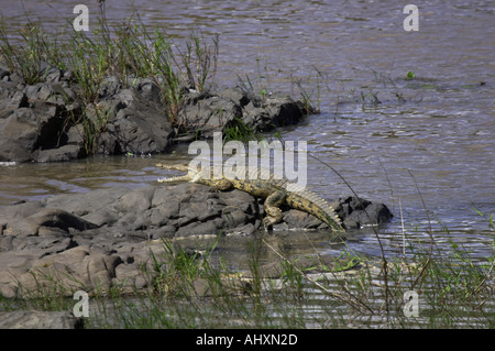 Coccodrillo del Nilo sulle rocce sul fiume in appoggio con la bocca aperta Foto Stock
