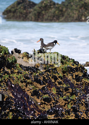 Due Oystercatchers su una roccia che è coperto con le cozze Foto Stock