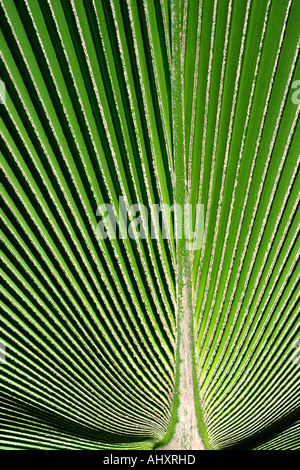 Venezuela flora pattern su foglie di palmo Foto Stock