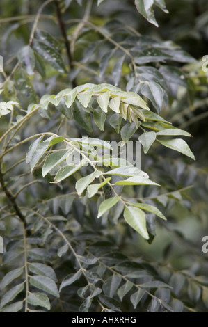 Curry vegetali a foglia Foto Stock