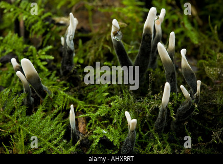 Candela-tabacco da fiuto fungo Foto Stock