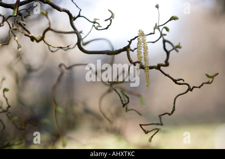 Harry Lauder s bastone Corylus avellana Contorta cv cavatappi Hazel Betulaceae Foto Stock