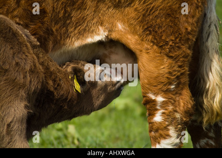 dh Calf e mucche UK giovane vitello marrone che succhia razza incrociata madre mucca mammelle che succhia latte nutrire animale nutrimento neonato Foto Stock