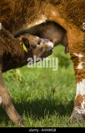 dh Calf e mucche UK vitello marrone che allatta razza incrociata madre mucca mammelle latte materno che allattano vacche nutrici giovani animali che nutrono neonato Foto Stock