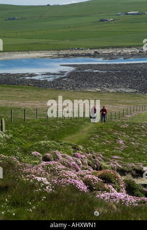 dh Marwick Bay BIRSAY ORKNEY Coppia turistica rampante seacliff sentiero mare fiori rosa ramblers percorso escursionisti escursionisti campagna uk escursionisti escursioni Foto Stock