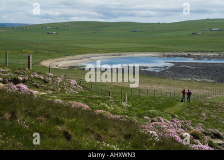 Dh Marwick Bay BIRSAY ORKNEY turista giovane visualizzazione Marwick Bay sul sentiero seacliff mare fiori di colore rosa Foto Stock