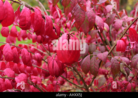 Primo piano del fogliame rosso Del Fusello alato in autunno (Euonymus alatus) Foto Stock