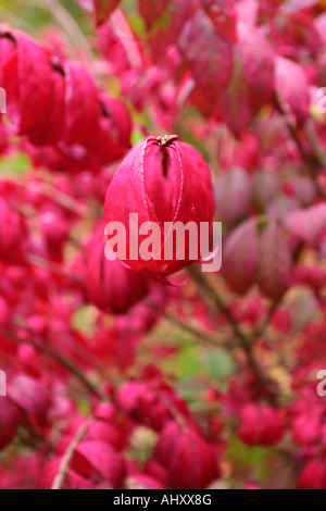 Primo piano del fogliame rosso Del Fusello alato in autunno (Euonymus alatus) Foto Stock