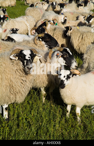 dh PECORA Regno Unito gregge di pecore e agnelli scozzese Blackface con agnello regno unito scozia affollato nero pecora nazionale affollata faccia nera Foto Stock