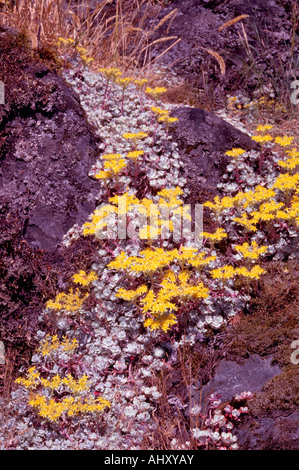 Stonecrop Broad-Leaved (Sedum spathulifolium) di fiori selvaggi in fiore in British Columbia Canada Foto Stock