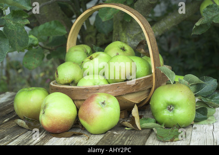 Manna bramley mele in un giardino rustico trug in tarda estate NORFOLK REGNO UNITO Agosto Foto Stock