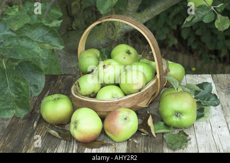 Manna Bramley mele in un giardino rustico trug in tarda estate NORFOLK REGNO UNITO Agosto Foto Stock