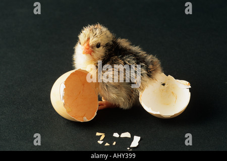 Pulcino cova dopo 21 giorni di incubazione 1 di 3 in sequenza Foto Stock