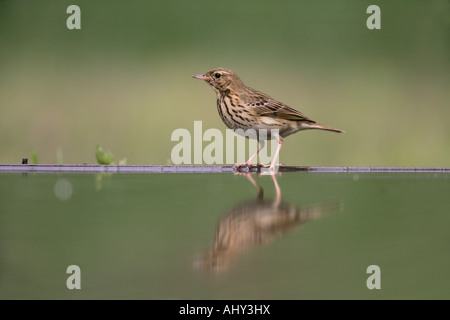 Tree pipit Anthus trivialis Ungheria Foto Stock