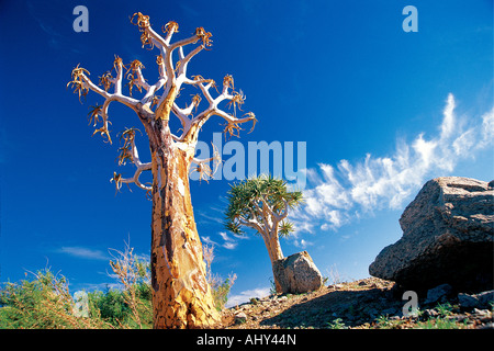 Faretra alberi Aloe Dichotoma Augrabies Falls National Park Northern Cape Sud Africa Foto Stock