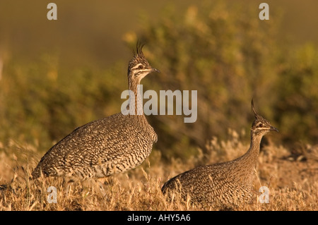 Elegante TINAMOU crestato (Eudromia elegans) Penisola Valdes, Argentina, Patagonia Foto Stock