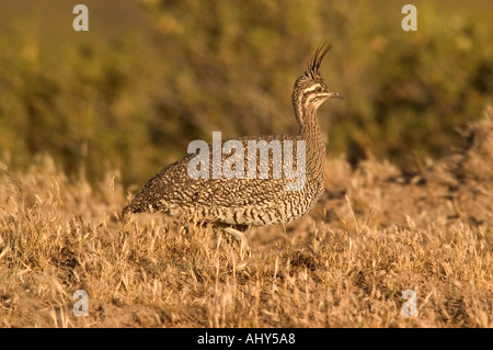 Elegante TINAMOU crestato (Eudromia elegans) Penisola Valdes, Argentina, Patagonia Foto Stock