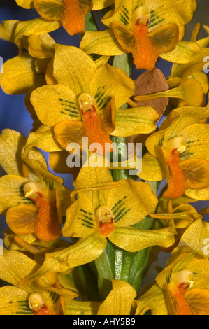 Orchidee selvatiche, PARCO NAZIONALE NAHUEL HUAPI, Patagonia Argentina Foto Stock