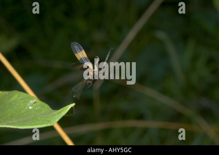 Nastrare net-ala beetle in volo. Calopteron reticulatum. Foto Stock