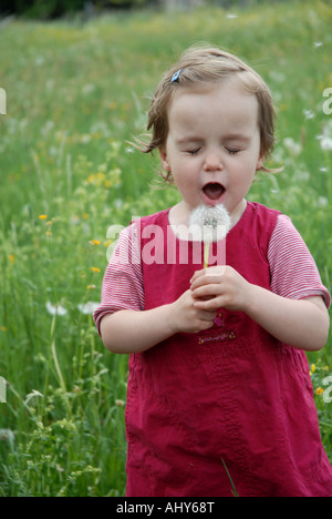 Il toddler girl soffia un fiore tarassaco Foto Stock