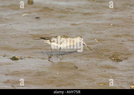 Bar Tailed Godwit Limosa lapponica alimentando in tidal saltmarsh creek Norfolk Inghilterra Foto Stock