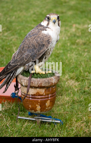 Lugger maschio Falcon (Falco jugger) Foto Stock