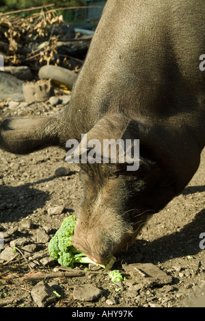 Vista laterale di un maiale Berkshire seminare mangiare broccoli Foto Stock