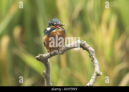 Martin pescatore Alcedo atthis appollaiato su riverside ramoscello con hawker larve di libellula nel becco Norfolk Inghilterra Ottobre Foto Stock