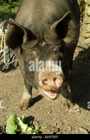 Ritratto di berkshire scrofa di maiale con la bocca aperta Foto Stock