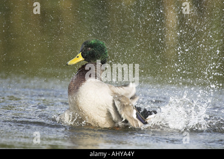 Germano reale Anas platyrhynchos drake di balneazione in laguna costiera Norfolk Inghilterra Ottobre Foto Stock
