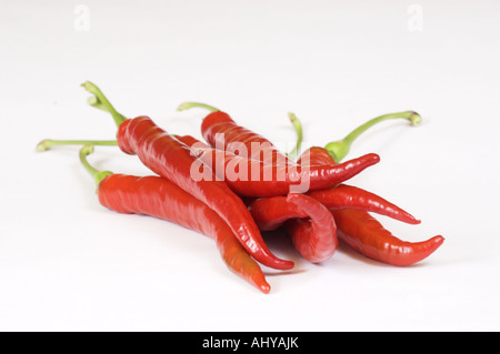 Di peperoncino rosso fresco su sfondo bianco Foto Stock