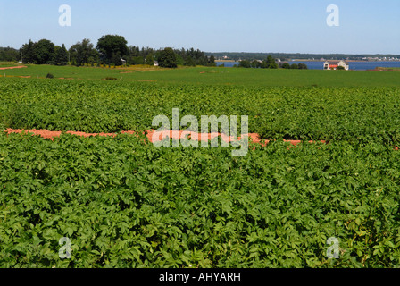 Campo di patate Prince Edward Island in Canada Foto Stock