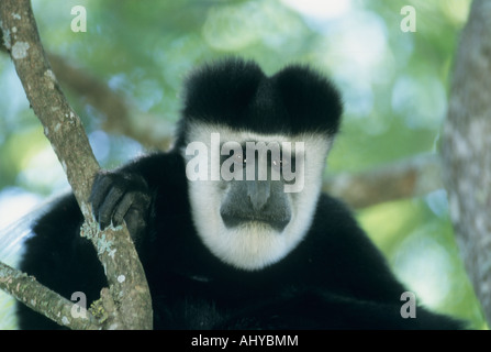 Est in bianco e nero Colobus Monkey (Colobus guereza) Selvatica Mt Kenya Kenya NP Foto Stock