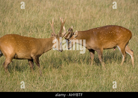 Bue Cervus porcinus combattimenti indiano Cervus porcinus Foto Stock