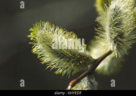 Salicone Salix caprea Foto Stock