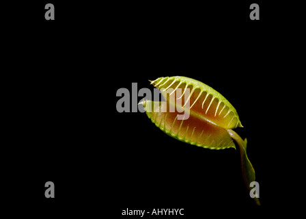 Unico Venus flytrap, Dionaea muscipula, aperta nei confronti del nero Foto Stock
