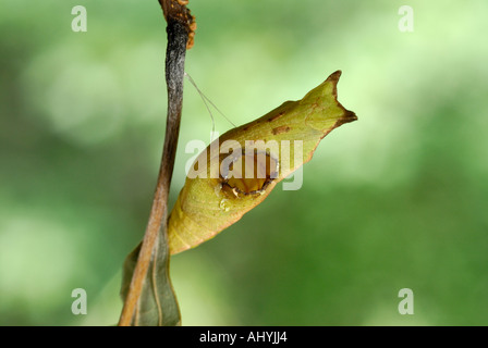 Parassitoide, icneumone wasp foro di uscita nella crisalide di un spicebush a coda di rondine. Vedere la descrizione seguente per il WASP. Foto Stock