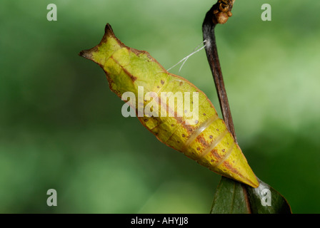 Spicebush a coda di rondine, Papilio troiolo, crisalide pupa Foto Stock