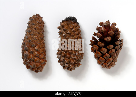 Serotinous pino coni, tre, una apertura dopo esposizione al calore, un altro leggermente bruciato e uno è chiuso Foto Stock