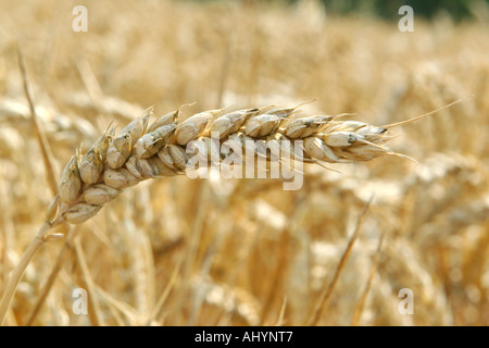 EAR di grano pronto per il raccolto in un campo agricolo in Essex, Regno Unito Foto Stock