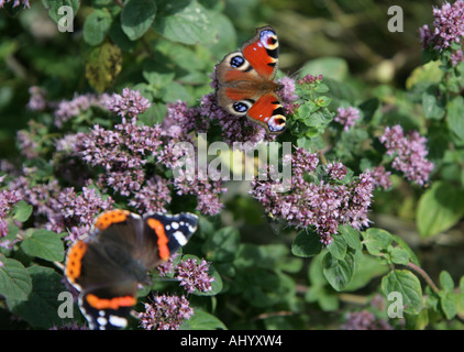 Farfalla pavone Inachis io Red admiral in FG su maggiorana Foto Stock