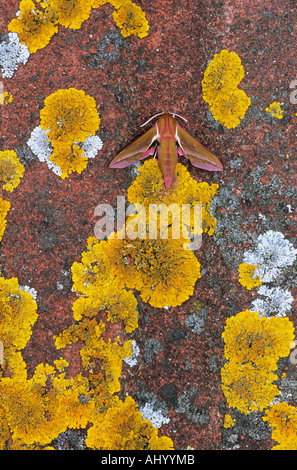 Elephant Hawk Moth e licheni Deilephila elpenor Essex REGNO UNITO AL000250 Foto Stock